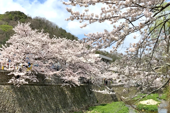 有馬川の桜 S