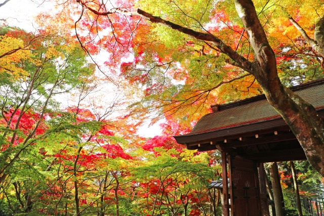 瑞宝寺公園の紅葉と門