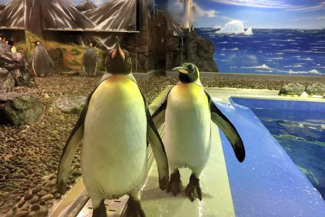 越前松島水族館