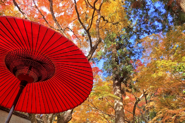 瑞宝寺公園の紅葉と野点傘