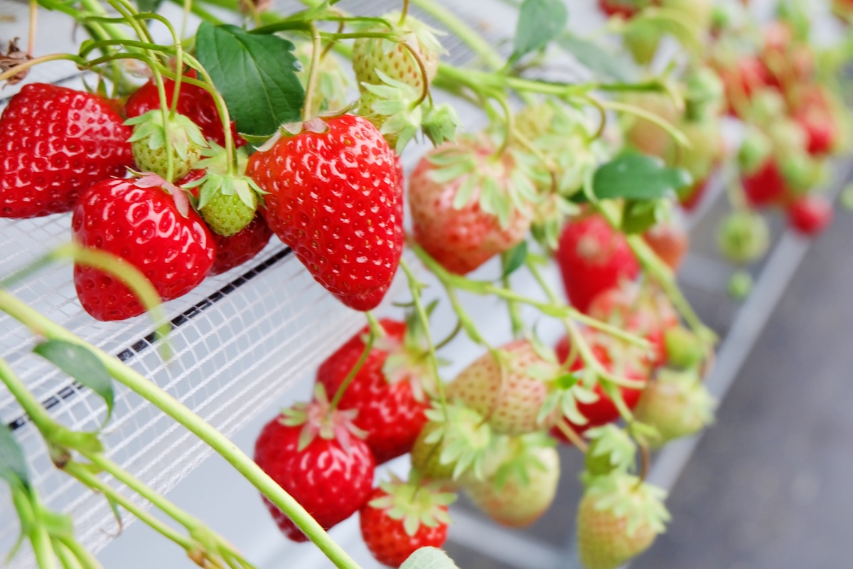 Ichigo Img(1200×800)